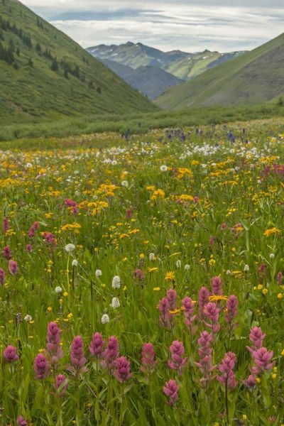 Colorado, San Juan Mts flowers in Maggies Gulch